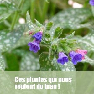 G - ces plantes qui nous veulent du bien