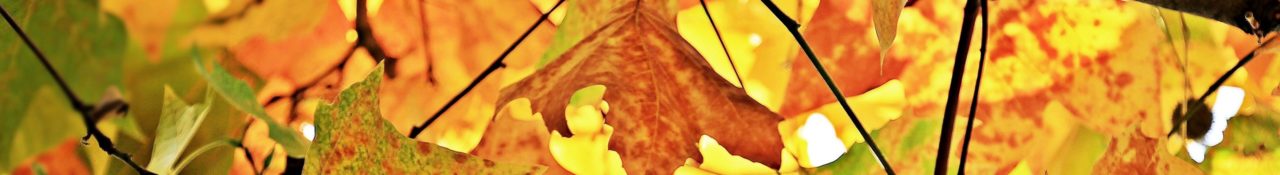 ET - automne