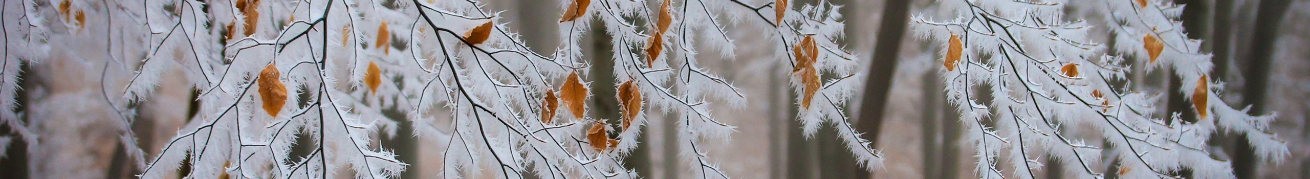 ET - actualités - givre