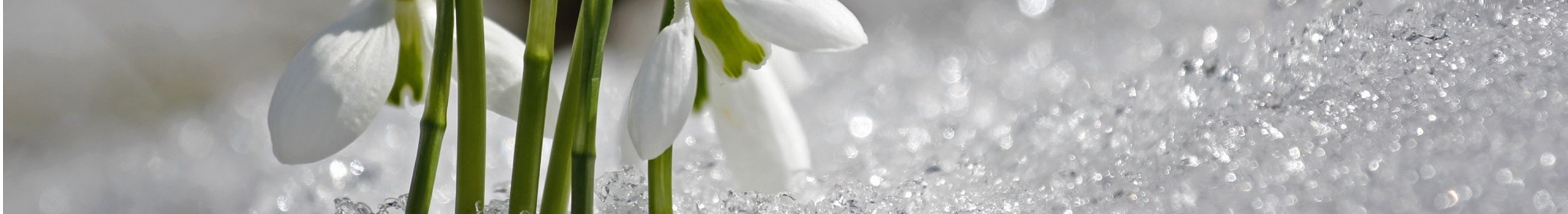 ET - crocus sous la neige