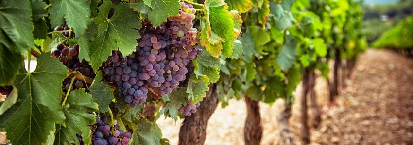 Sainte-Cécile : Église Verte, un cep de vigne pour la paroisse !