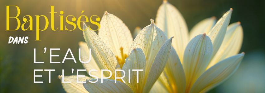 MEA - Baptême crocus