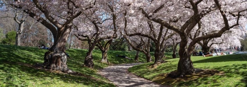 Lancement du parcours "Les arbres qui marchent"