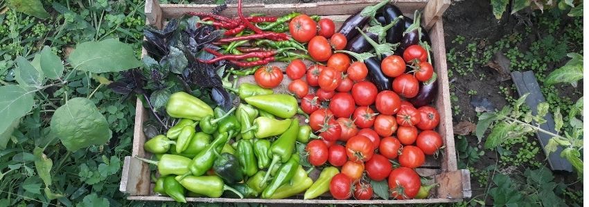 Saint-Paul-en-Forez-Donzy : un potager solidaire