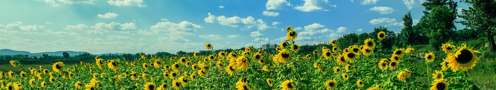 ET - Tournesols